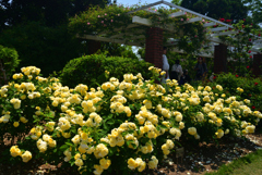 220518京都植物園52GoldenBorder
