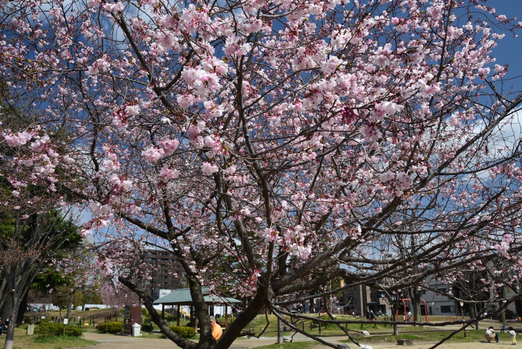 180323b二条公園30