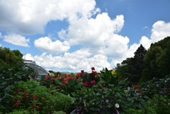 190826京都植物園01