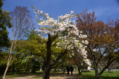 230404a京都御苑12