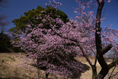 220316a市大植物園21