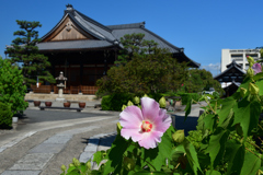 250916妙蓮寺05