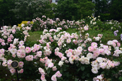 220515b靭公園16Matilda