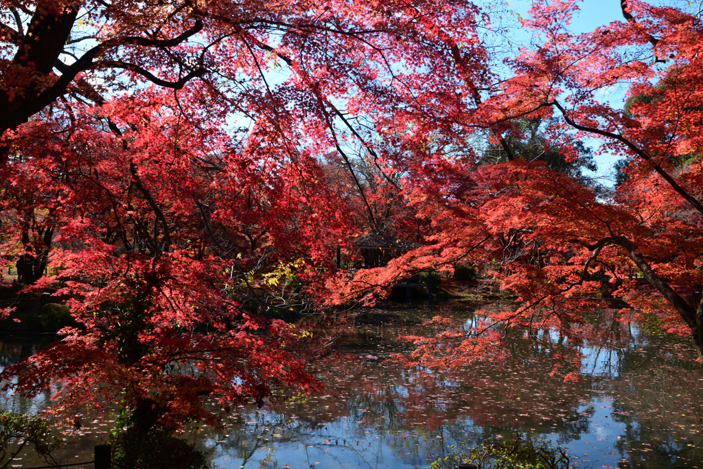 231202a京都植物園22