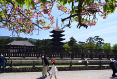 230423a奈良公園02