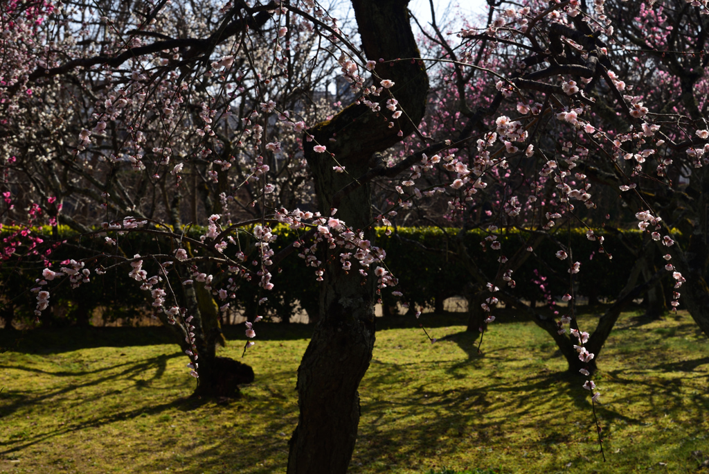 190226b大和文華館53