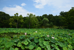 200802万博公園08