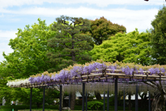200422平等院28