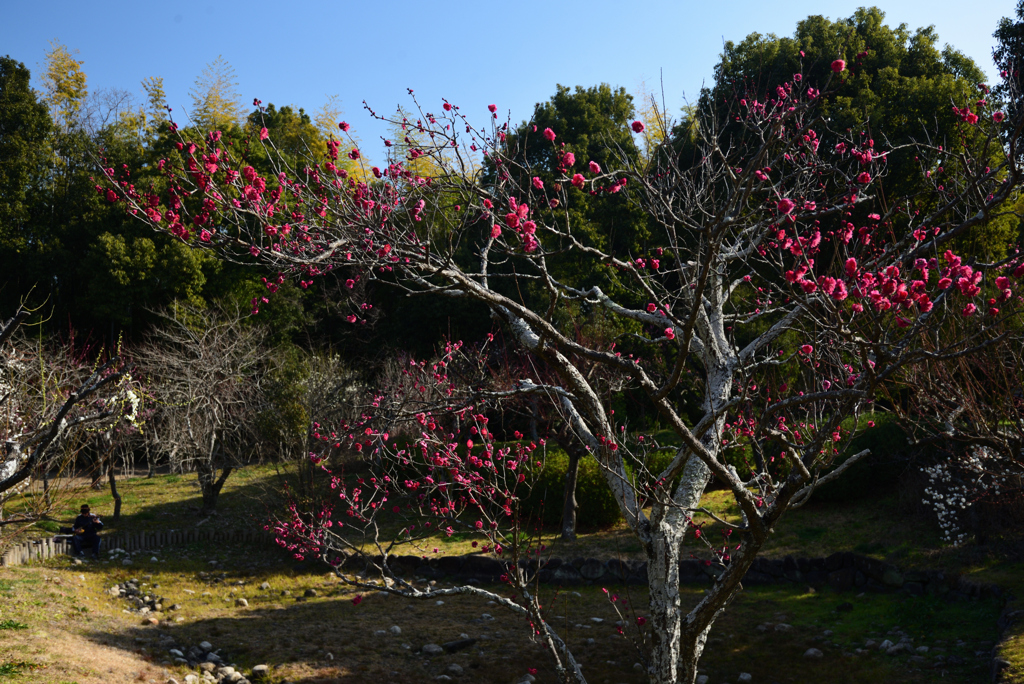 210213山田池公園18