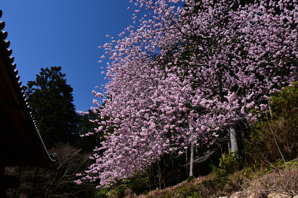 230315石山寺35