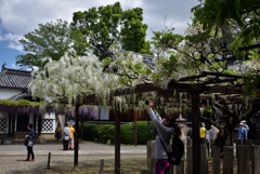 190427a葛井寺34