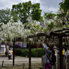 190427a葛井寺34