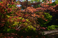 240419a京都植物園14