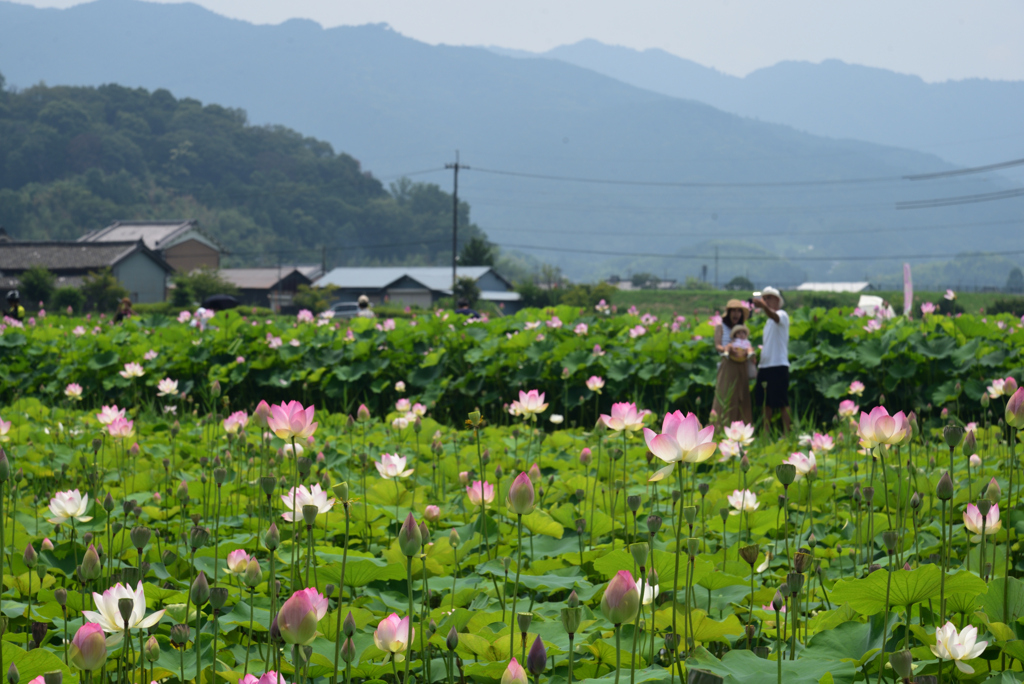 190728b藤原宮跡49