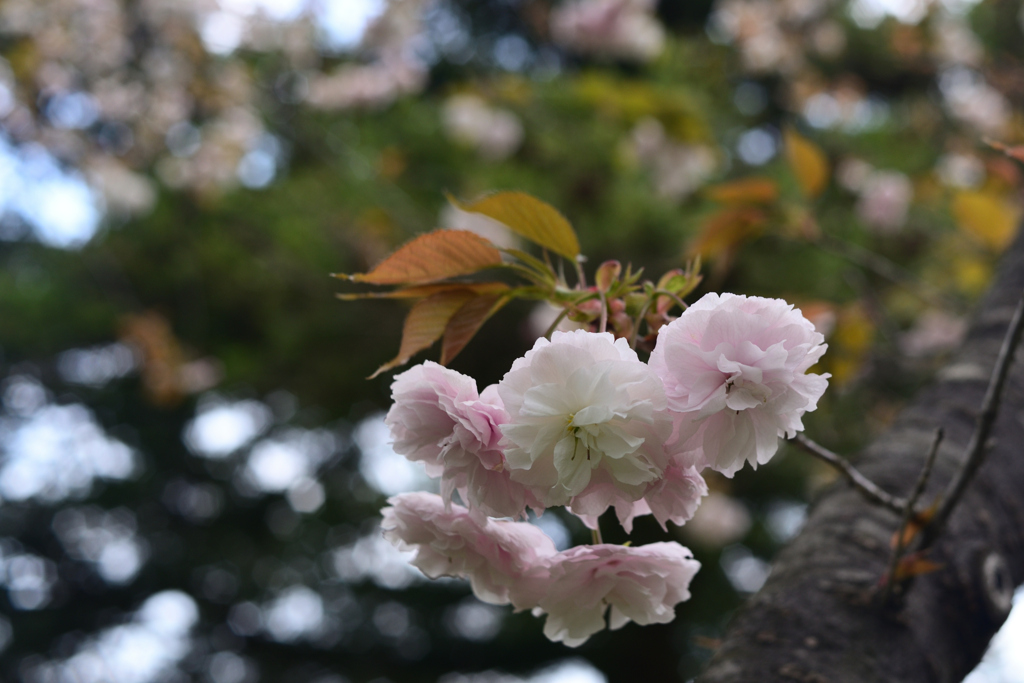 230411a京都植物園18