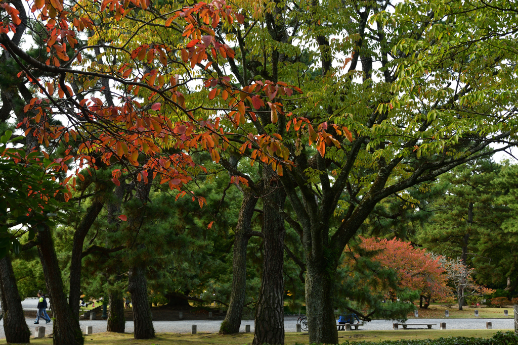 2501104京都御苑10
