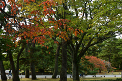 2501104京都御苑10