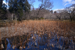 250210d京都植物園19