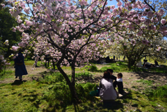 190420d京都植物園21