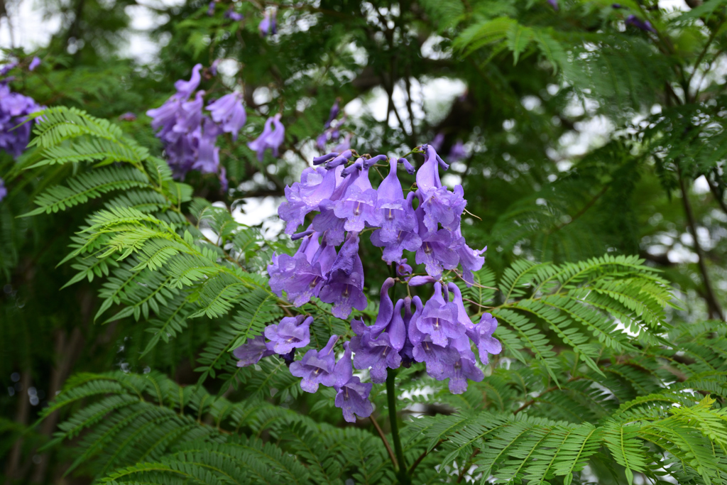 210627長居植物園74