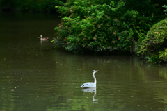 250601京都植物園32