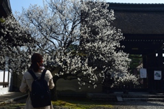 180311梅宮大社13+