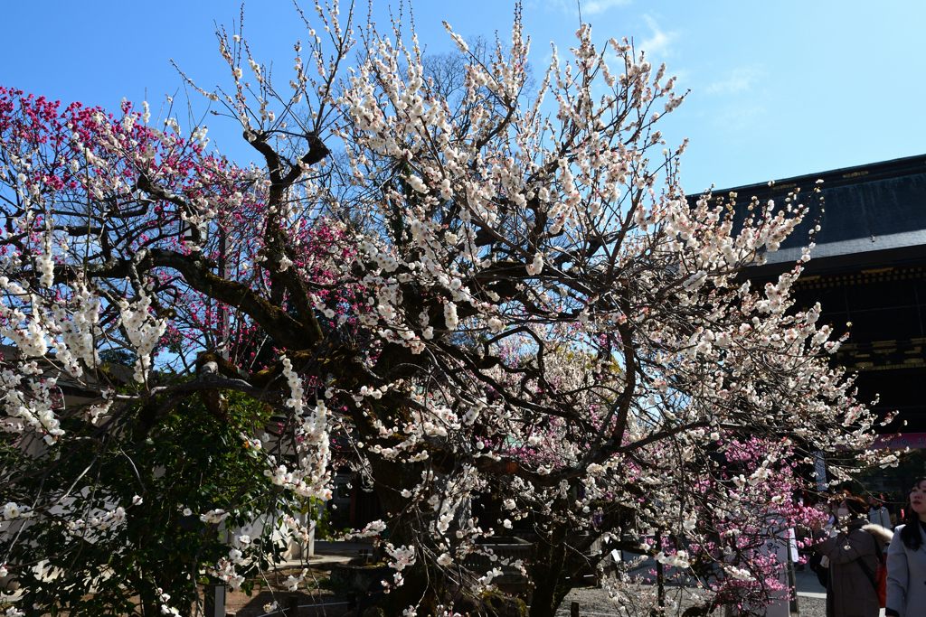 240217b北野天満宮10