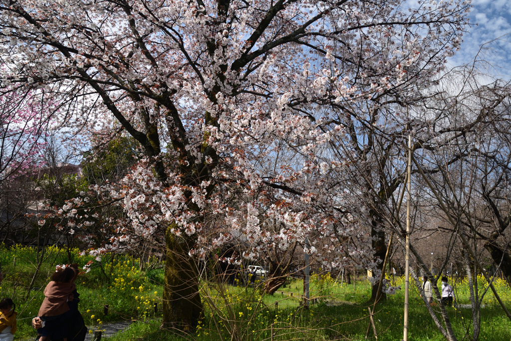 210320a平野神社24