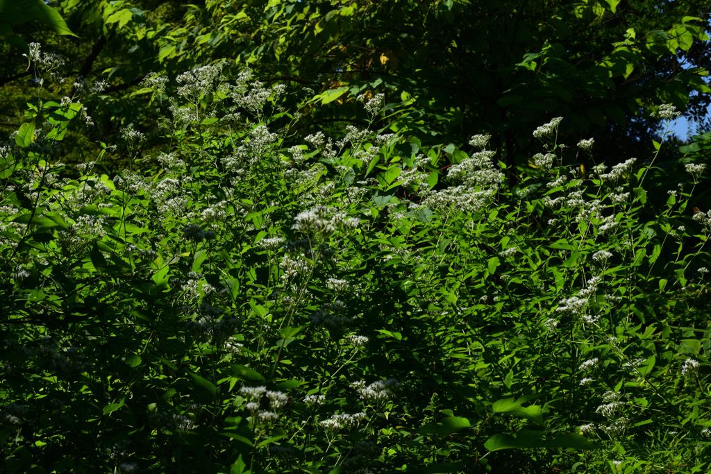 221002京都植物園18