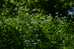 221002京都植物園18