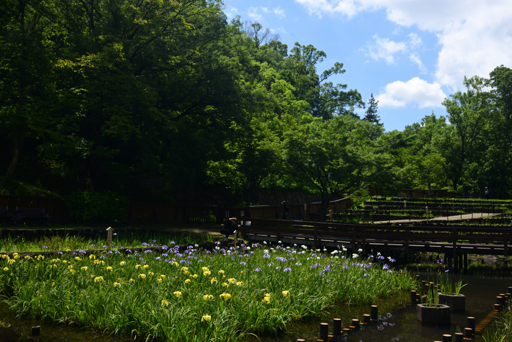 240603a山田池公園09