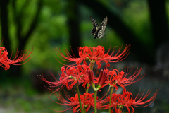 250926京都植物園34
