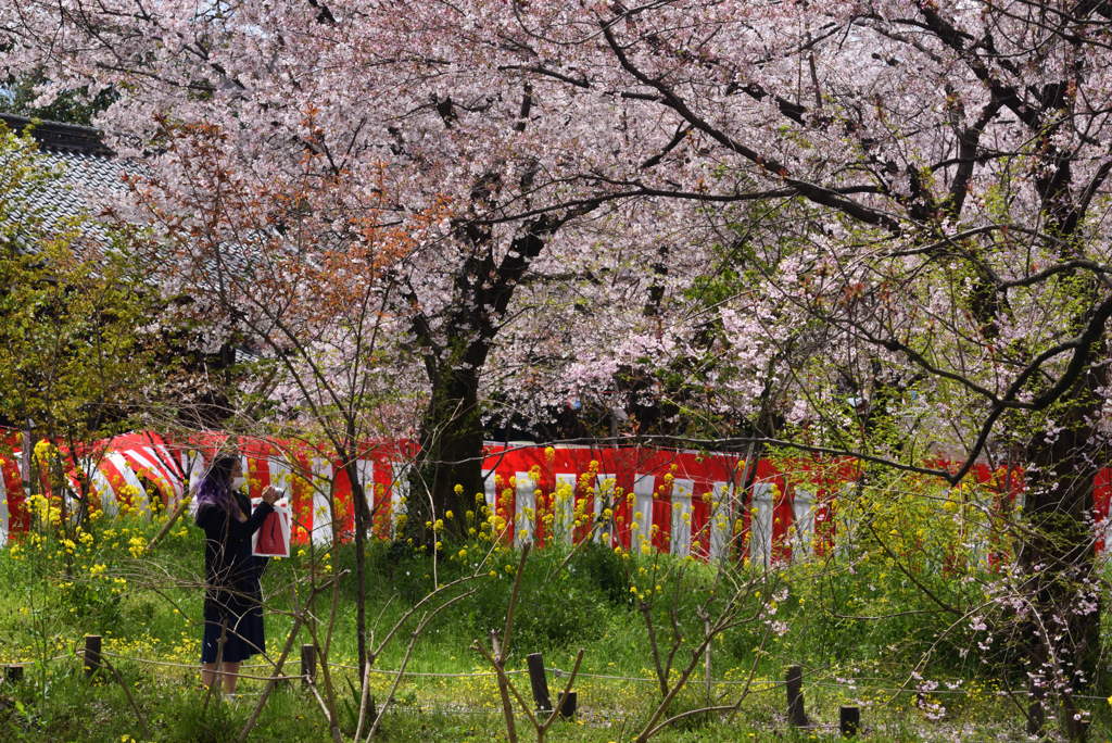 190411a平野神社54