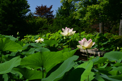230704京都植物園18