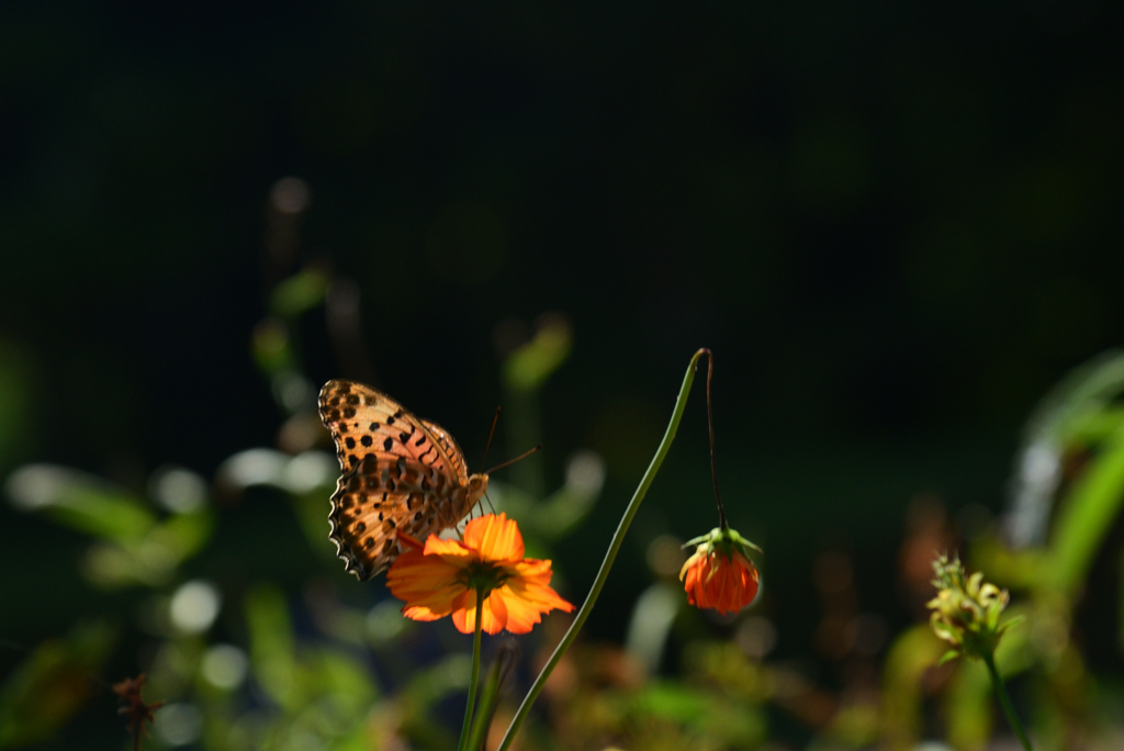 240914京都植物園22