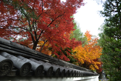 191124b退蔵院12