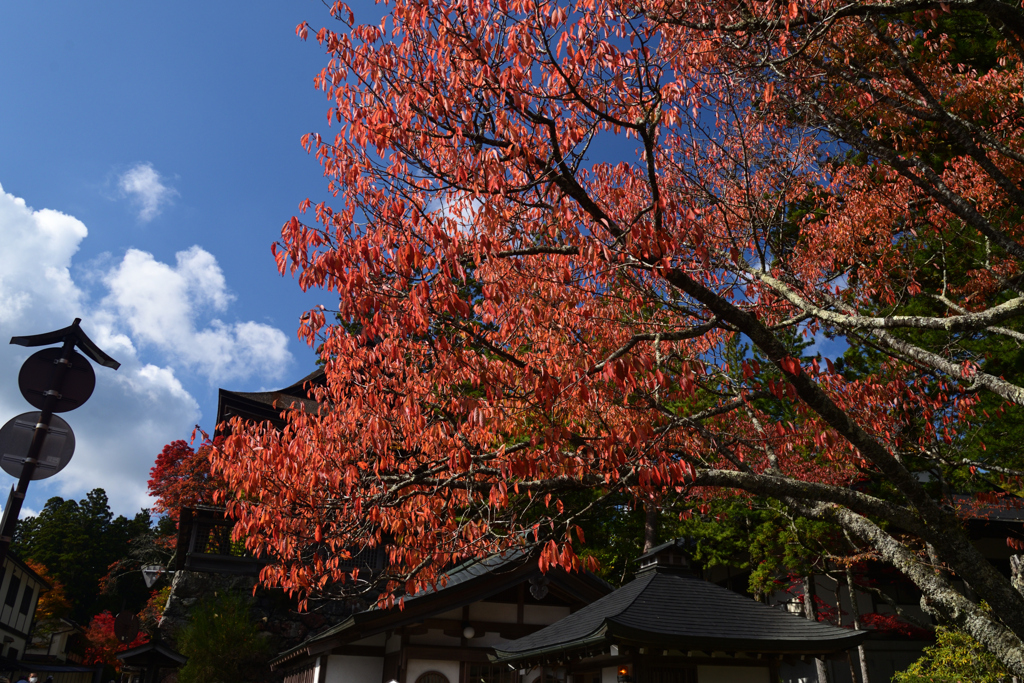 211103高野山13