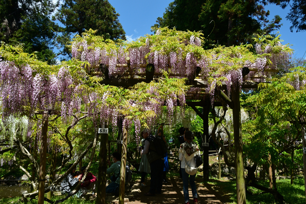 250429c萬葉植物園41