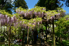 250429c萬葉植物園41