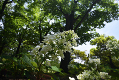 200602b長居植物園22