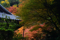 211120d南禅寺35