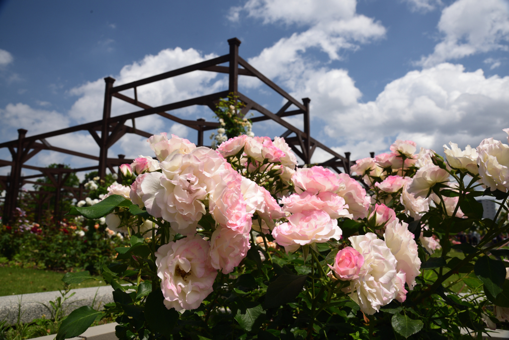 200524長居植物園10