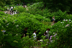 230610b長居植物園61