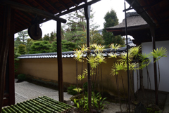 200201a大徳寺龍源院06 200201a大徳寺龍源院06