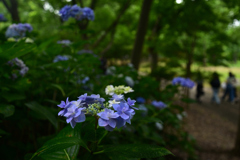 240622長居植物園37