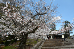 250403c金戒光明寺17