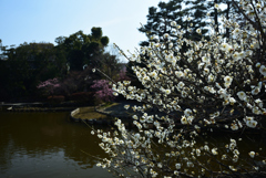 190305a梅宮大社11