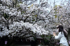 180402c平野神社33+