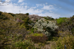 250405a日本平31