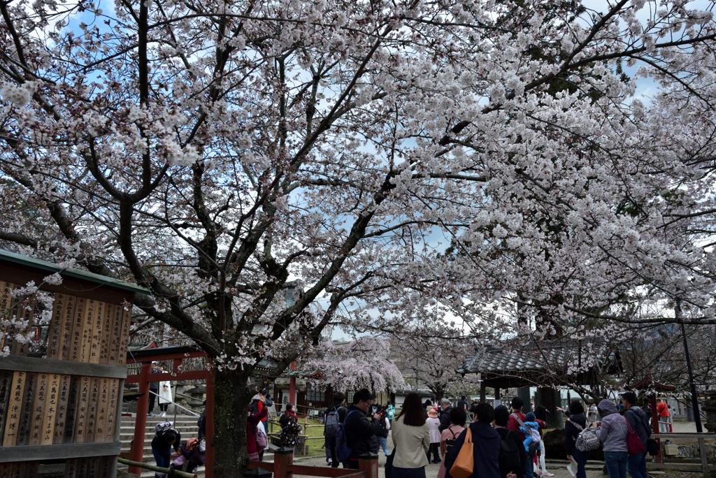 190402奈良公園07